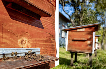 Wooden hive and bees. Bees fly in and out of the hive.