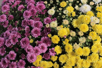 purple and yellow chrysanthemum blooming half and half