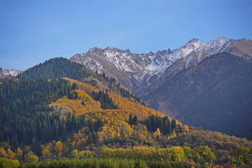 A mountainous area with various trees and fir trees. Akbulak Gorge. Autumn. Yellow leaves.