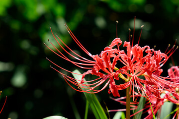 彼岸花