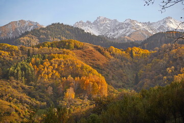 A mountainous area with various trees and fir trees. Akbulak Gorge. Autumn. Yellow leaves.