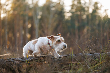 Dog jumping over a fallen tree. Jack Russell Terrier running through the forest. Pet playing in the...