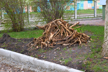 A pile of garbage roots, remains of trees after spring cleaning on garden plot