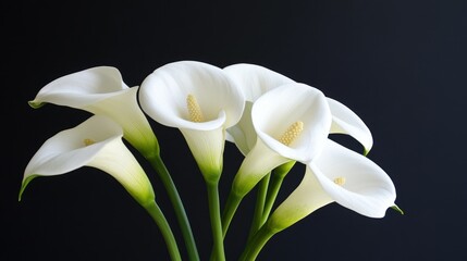 Obraz premium A serene arrangement of white calla lilies against a dark black background, capturing the simplicity and elegance of these flowers, often used in sympathy and funeral bouquets.