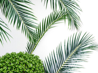 Tropical Palm Leaves on White Background - Lush Greenery