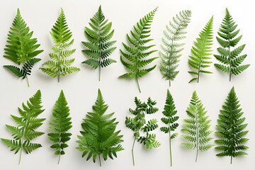 Fototapeta premium A number of different types of leaves on a white surface