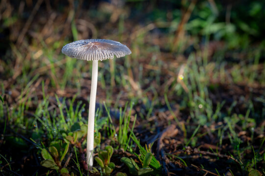 Small mushroom Parasola auricoma or Coprinus auricomus in autumn.