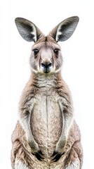Fototapeta premium Majestic Kangaroo