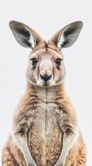 Obraz premium Majestic Kangaroo Portrait
