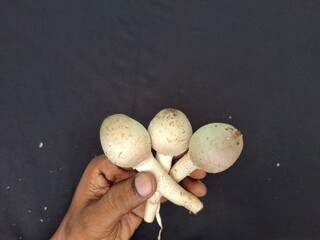 A mushroom is a versatile fungi with a cap and stem, often found in various colors and textures. © sushil