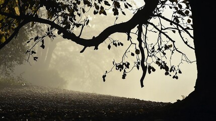 Silhouette of Tree Branch in Foggy Morning Light with Shadow on Ground