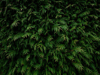 Thuja Hecke