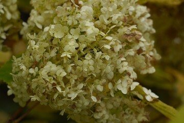 Blossoming hydrangea on a branch with white flowers close-up in autumn in October in nature park, Ornamental plant cultivation concept