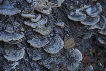 Old tree stump with chaga mushrooms growing on it in the park in autumn close-up