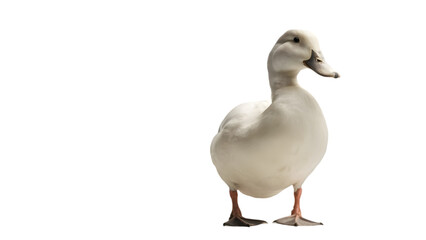 Fototapeta premium white goose isolated on white
