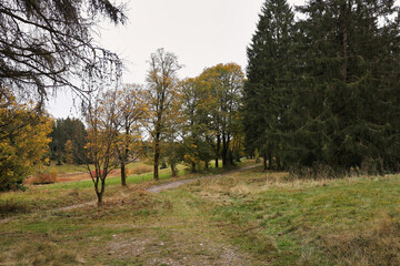 Weg, Wandern zum Wulsttteich, Neuhaus am Rennweg, Rennsteig im Thüringer Wald, Landkreis Sonneberg, Thüringen, Deutschland