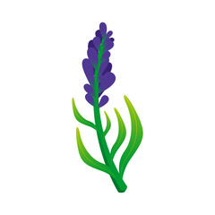Lavender vector, purple summer plant.