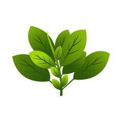 Vector of basil leaves, a plant with a distinctive aroma.