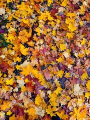 yellow fallen leaves on ground in park. Fall concept