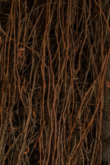 solid background of grape branches without leaves
