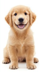 Fototapeta premium Happy Golden Retriever Puppy