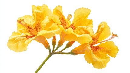 Bright Yellow Flowers