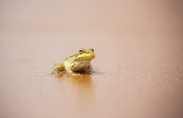 The frog sits on the sand on the shore of the lake. Beautiful wildlife landscape with place for text. The concept of protecting wildlife and ecology.