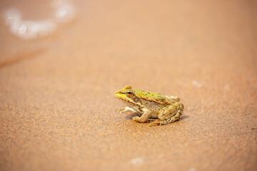 The frog sits on the sand on the shore of the lake. Beautiful wildlife landscape with place for text. The concept of protecting wildlife and ecology.