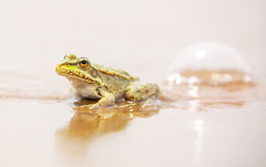 The frog sits on the sand on the shore of the lake. Beautiful wildlife landscape with place for text. The concept of protecting wildlife and ecology.