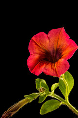 Closeup of beautiful orange petunia jver black background.