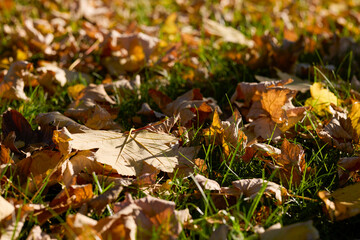 colored tree leaf in the autumn light