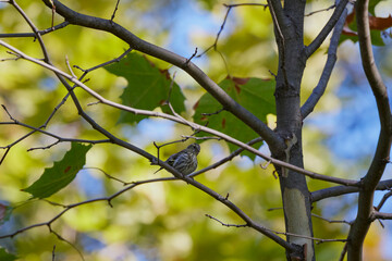 a beautiful bird on the branches of a tree in the park