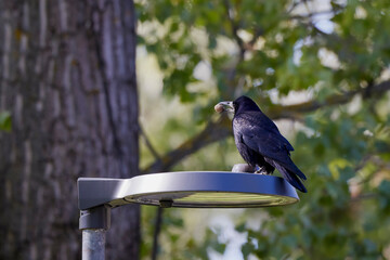 a crow with a nut in its beak on a street lamp during the day
