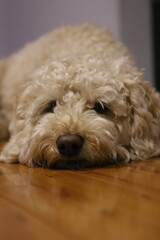 Portrait of a cavoodle