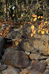 old retro stone brick wall in golden autumn forest park