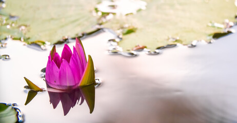 Lotus pond. Water lily close up. Sacred lotus flower in Buddhism. Calmness and tranquility. Spa...