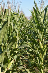 Corn field. Corn on the bushes. Green field of corn with cobs. Agricultural field with rows of young corn plants