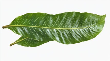 Fototapeta premium Fresh Xanthosoma Leaves in Overlapping Formation