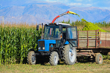An old rural tractor collects a rich crop of corn from the field. Concept of agronomy and business. Combine harvester is working in the field