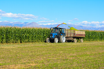 Fototapeta premium An old rural tractor collects a rich crop of corn from the field. Concept of agronomy and business. Combine harvester is working in the field