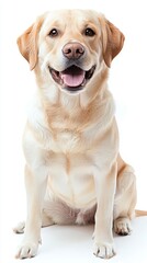 Happy Labrador Retriever
