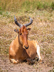 Red hartebeest (Alcelaphus buselaphus) lying in the savannah of the Serengeti National Park.