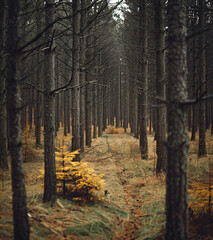 Forest Path Tall Bare Tree Trail Cinematic View Dense Woodland Eerie Tranquil Faded Golden Yellow Leaves Peaceful Contrast Soft Hue