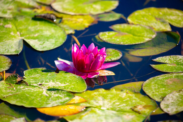 Lotus pond. Water lily close up. Sacred lotus flower in Buddhism. Calmness and tranquility. Spa treatments, yoga, meditation. Tropical nature.