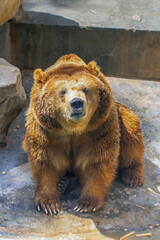 Grizzly Bear in the Zoo