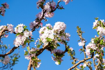Cherry blossoms and blue sky