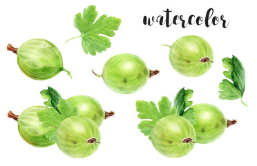 Hand-Painted Watercolor Gooseberries Botanical Illustration