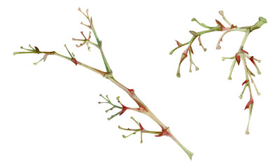 Tree, berry or bush branch twig with no leaves, green stalks, buds, early spring, late autumn or winter. Botanical illustration hand drawn in watercolor, isolated on white. Wedding, florist shop.