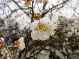 White Plum Blossom Close-Up