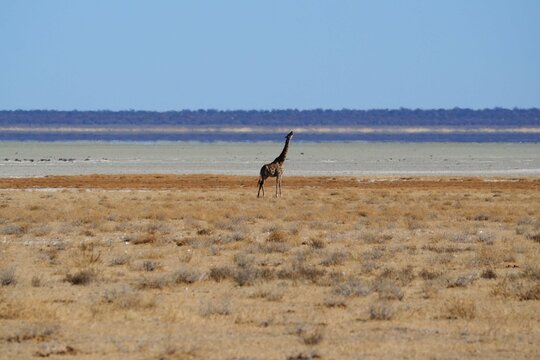 Giraffe looking up in Namibia